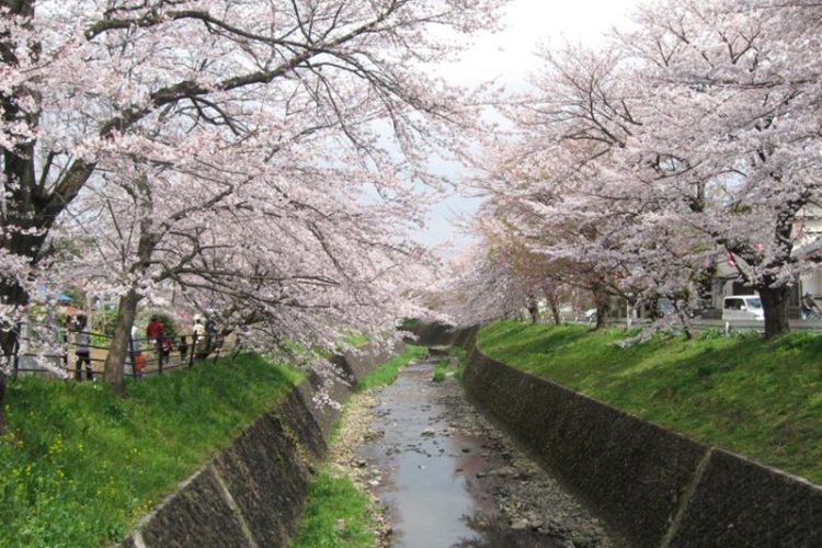 所沢の隠れた桜名所「牛沼地区の東川」