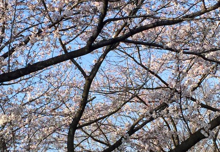 航空公園でお花見をしてきました！