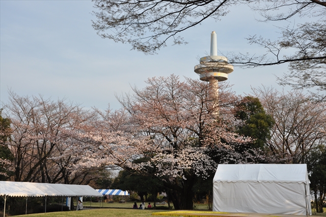 【スタッフブログ】北斗グループでお花見してきました♪